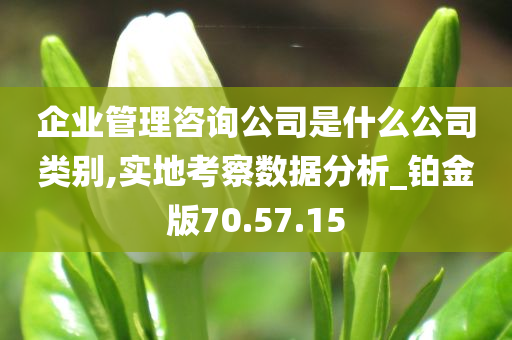 企业管理咨询公司是什么公司类别,实地考察数据分析_铂金版70.57.15