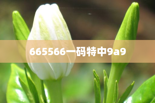 665566一码特中9a9