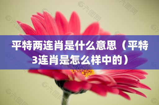 平特两连肖是什么意思（平特3连肖是怎么样中的）