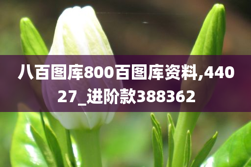 八百图库800百图库资料,44027_进阶款388362