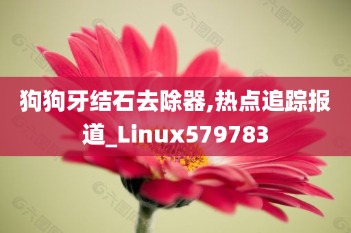 狗狗牙结石去除器,热点追踪报道_Linux579783